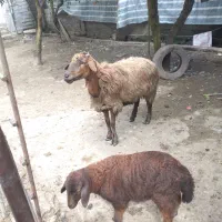 گوسفند وره مار