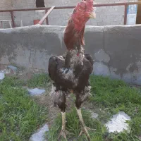 خروس‌لاری‌تاج‌مهر‌۶دانگ۱۵ماهع‌اصیل‌نسل‌دار