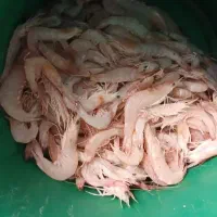 پاک کردن میگو کله پاچه ماهی