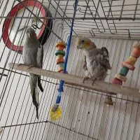عروس هلندی دستی یک جفت