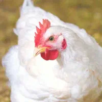 مرغ زنده شهرک دانیال لین8 کیلو230هرینه پاک رایگان