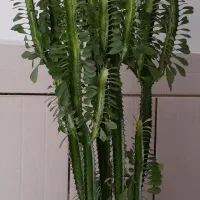 کاکتوس افوربیا
