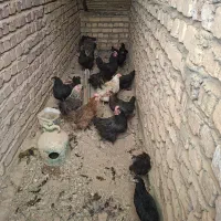 مرغ تازه کار