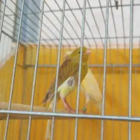 قناری ماده زیتونی