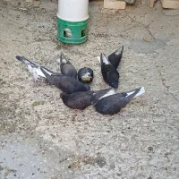 جوجه‌کبوتر‌سیاه‌کاکلی‌دم‌سفیدمهر