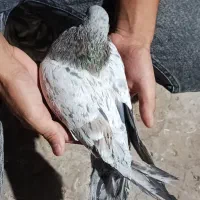 سور نر عروسک معامله