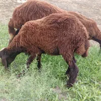 مایه بره