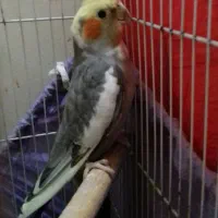 عروس هلندی نر ابلغ
