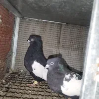 کبوتر سینه سیاه