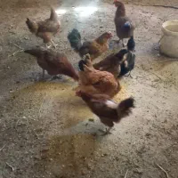 مرغ