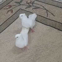 کبوتر بوشهری  فقط ۵۰۰