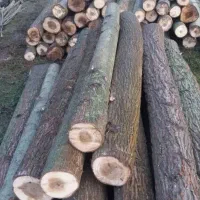 چوب و درخت ،برش و هرس