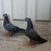 جفت سبزآبادانی هندیجان