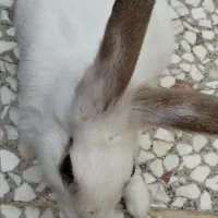 خرگوش