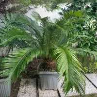 فروش گل سیکاس خانگی