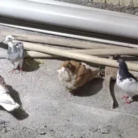 کفتر