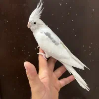 عروس هلندی نر آلبینو دوکت بالغ لوتینو