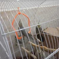 خانواده عروس با تخم و جوجه