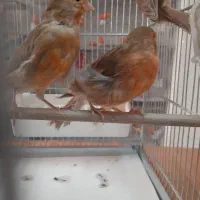 قناری ردفاکتور وبرنو