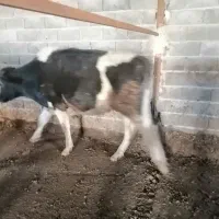 گوساله نر|حیوانات مزرعه|قزوین, |دیوار