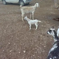 سلام بز دورگ سانن وسه لاله جوان پرشیر