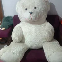 شاسخین بزرگ خرس ولنتاین در حد نو