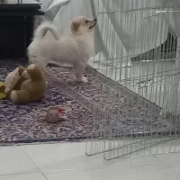 واگذاری سگ پامراشپتس
