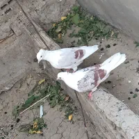 گرده دار
