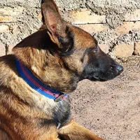 سگ مالینویز