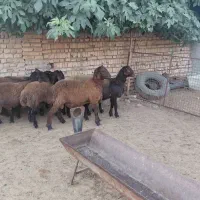 بره قوچ هترو قیمت بره معمولی