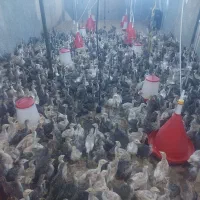 جوجه بوقلمون ۱ ماهه
