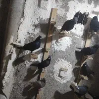 کبوتر زاغ دم سفید