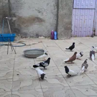 کفتر