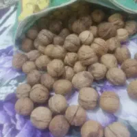 گردو اسفراین