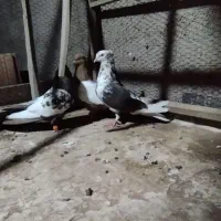 کفتر