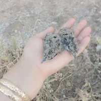 توافقی|پرنده|باوی, |دیوار