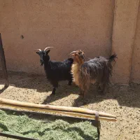 بز چاق
