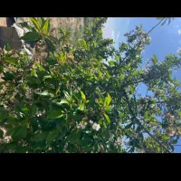 330-متر-باغچه