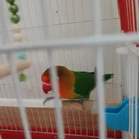 یک عدد طوطی برزیلی فیشر