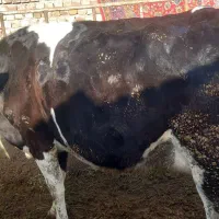 حیوانات مزرعه