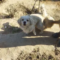 سگ نر وماده جفت پا کوتاه