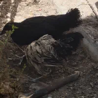 یک جفت مرغ وخروس محلی جوان