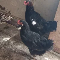 مرغ تخمگذار اصل سیاه