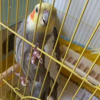 عروس هلندی نر بالغ ومست