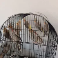 عروس هلندی یکی دو ساله هستن بالغ آماده جفتگیری