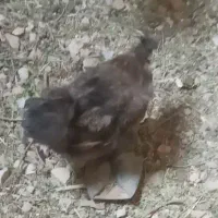 مرغ و خروس