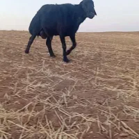 شیشک قوچ قره قزل افشاری
