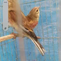 سهره سینه سرخ