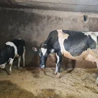 فروش گاو شیری درجه یک