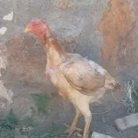 مرغ لاری درجه یک